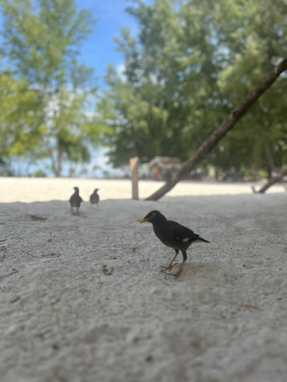 Bamboo island Thailand
