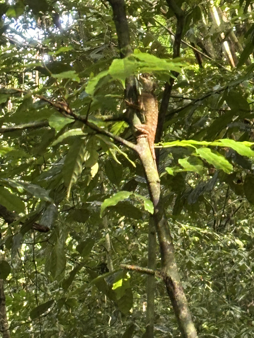 Jungle Tour Khao Sok