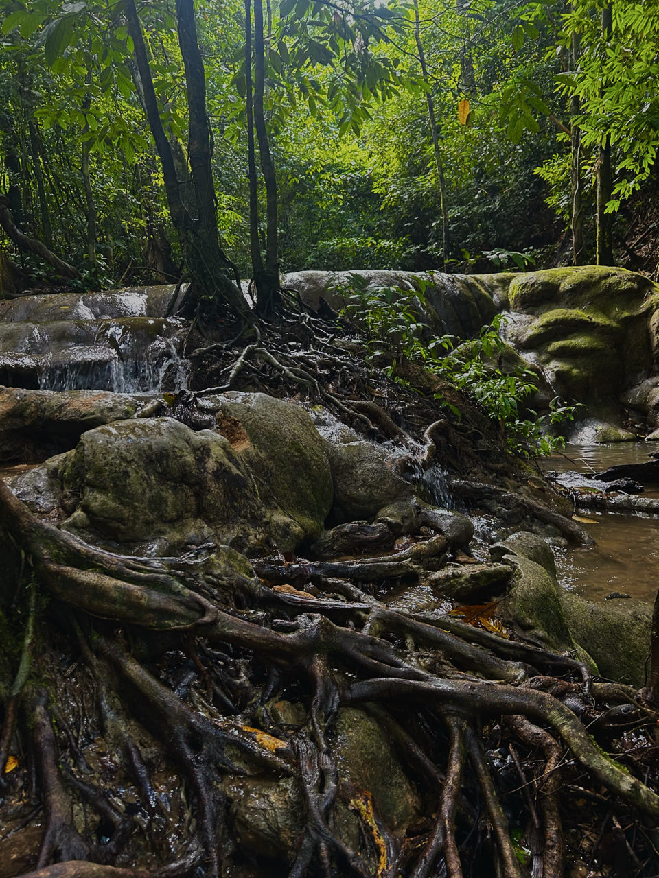 Khao Sok Jungle