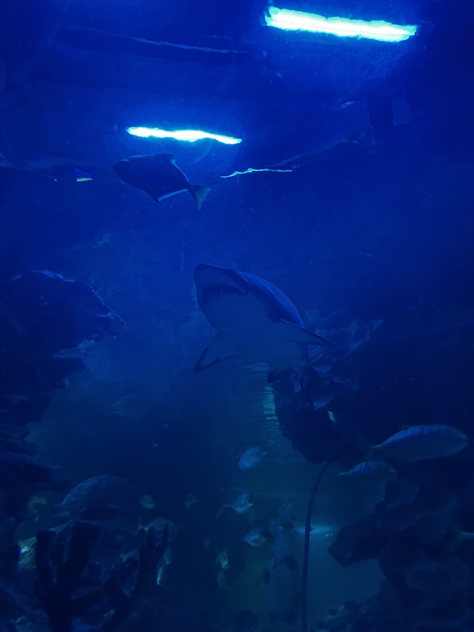 Aquarium KLCC