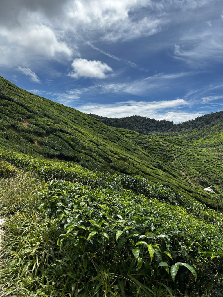 Cameron Highlands