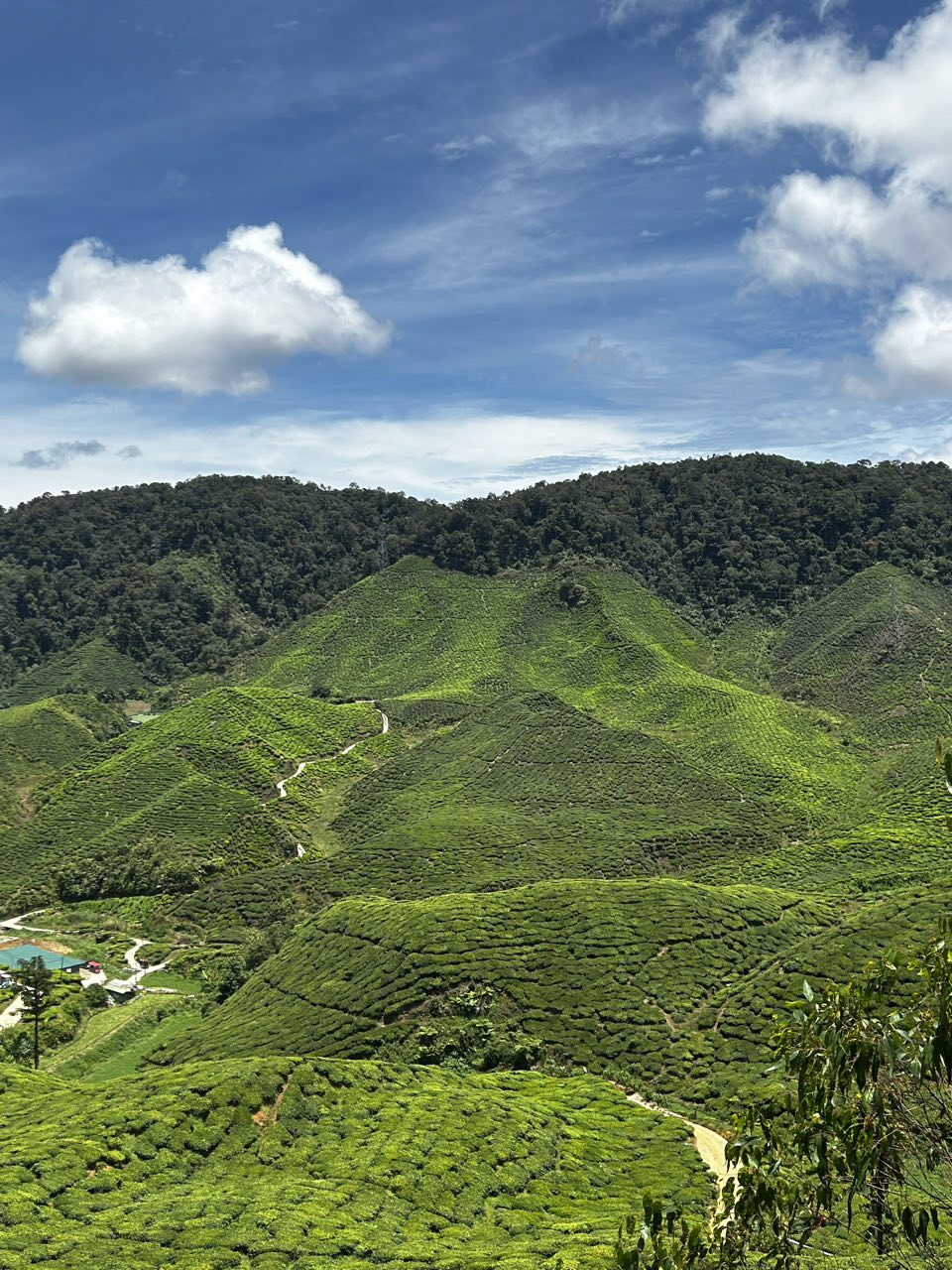 Cameron Valley Tea