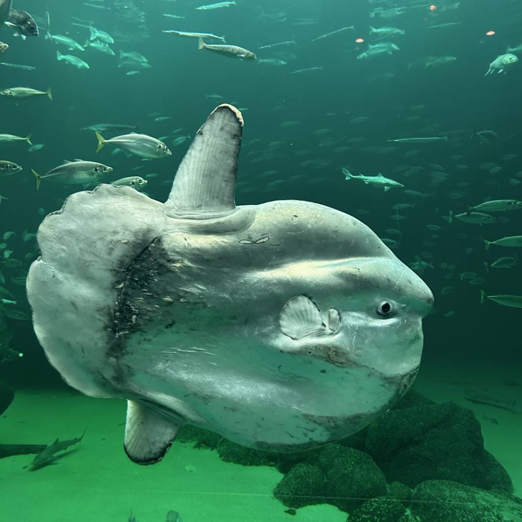 The North Sea Oceanarium