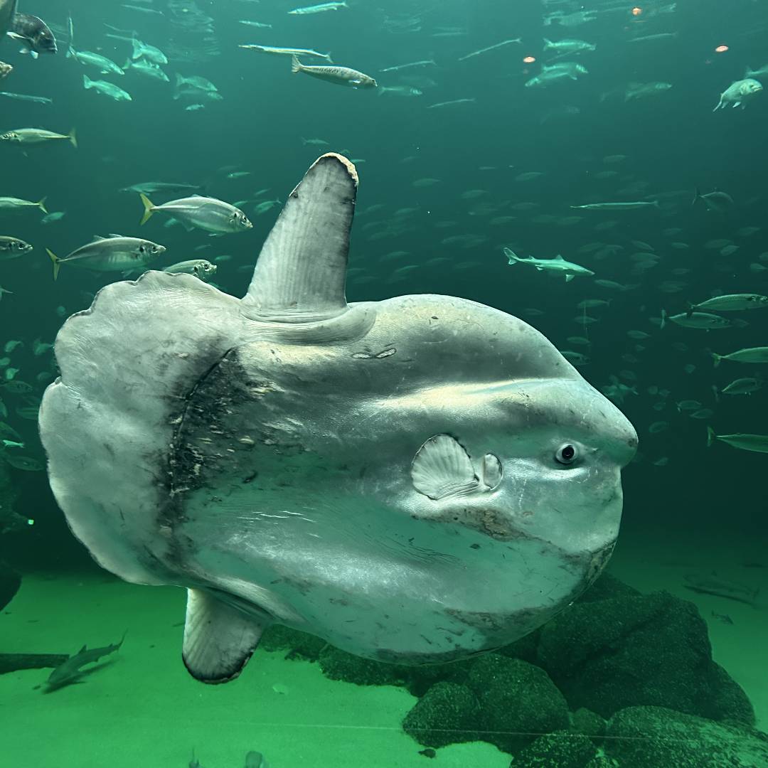 The North Sea Oceanarium 